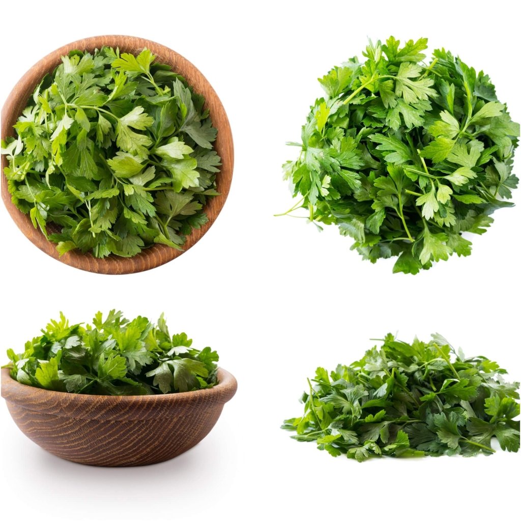 Parsley - Midori seeds - Happy Valley Seeds