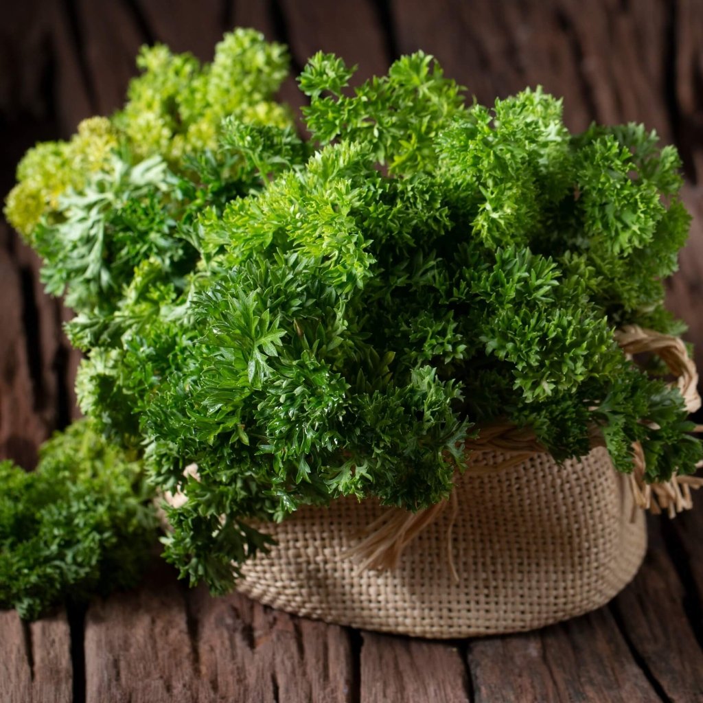 Parsley - Moss Curled seeds - Happy Valley Seeds