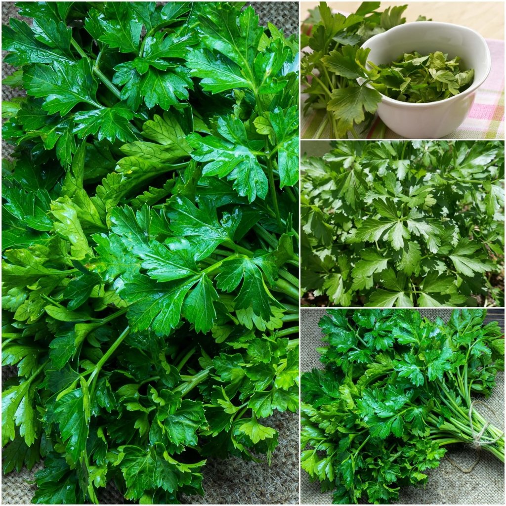 Parsley - Verdant Plainleaf seeds - Happy Valley Seeds