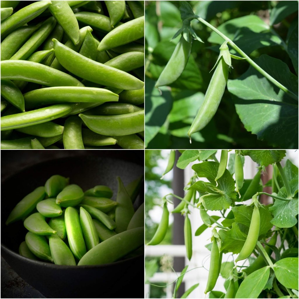 Pea Seeds - Assorted Sugar Snap - 4 Packs - Happy Valley Seeds