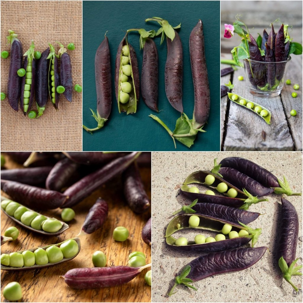 Pea (Shelling) - Purple Podded seeds - Happy Valley Seeds
