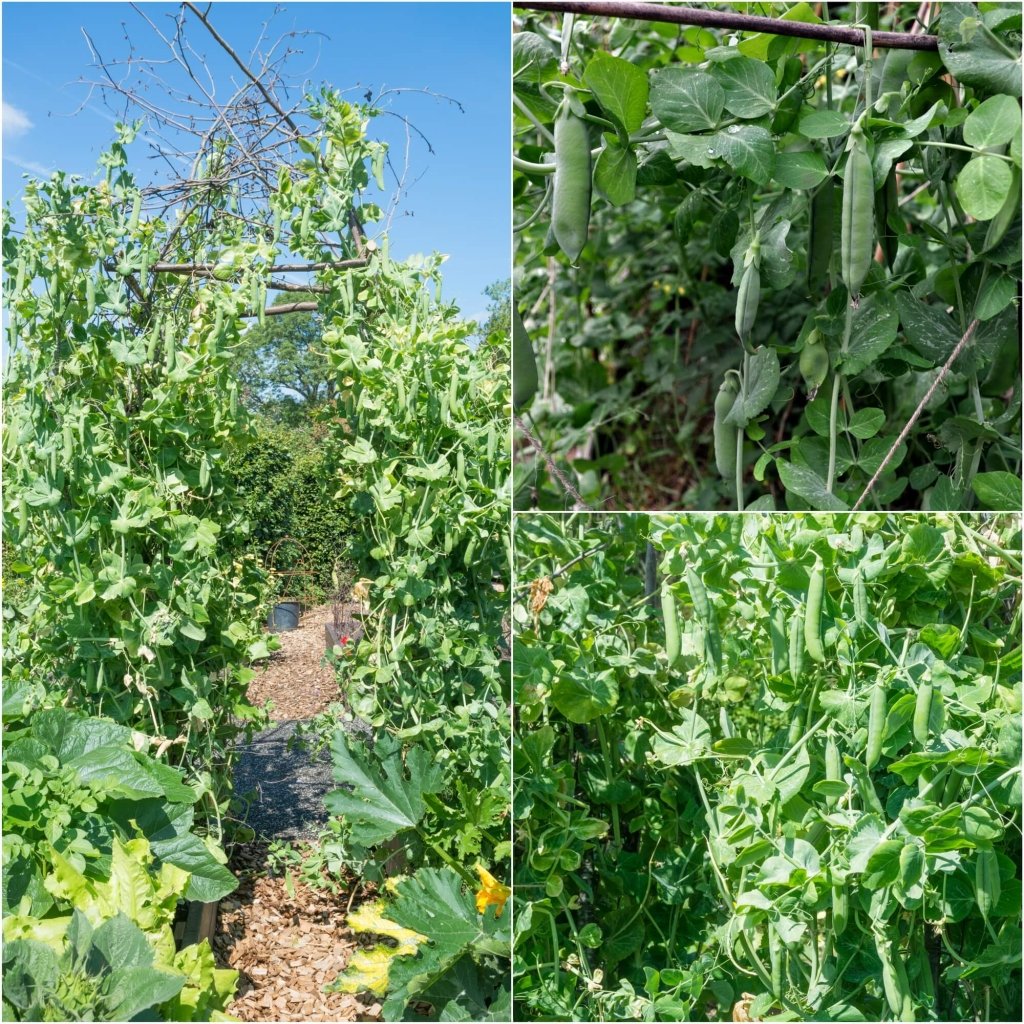 Pea (Shelling) - Telephone/ Alderman seeds - Happy Valley Seeds