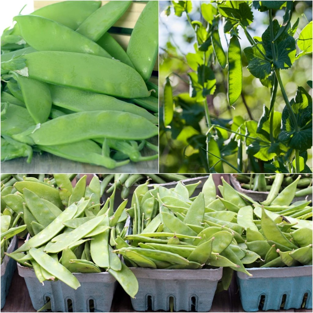 Pea (Snowpea) - Oregon Sugar Pod seeds - Happy Valley Seeds
