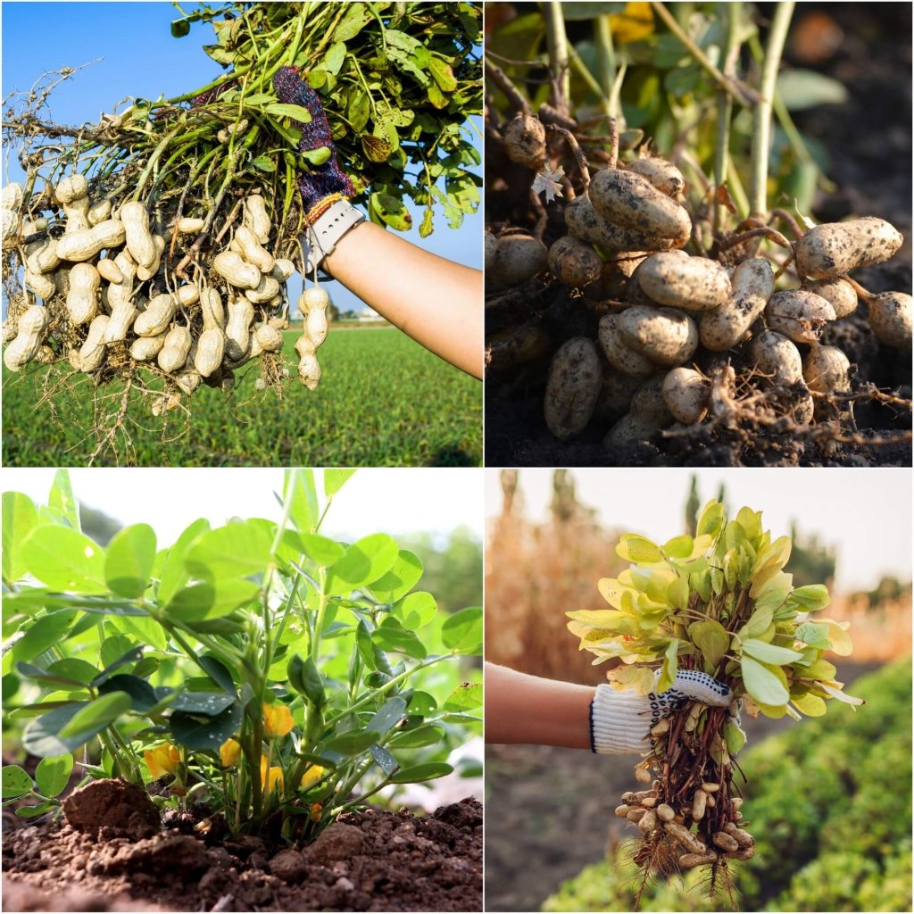 Peanut Virginia Bunch seeds - Happy Valley Seeds