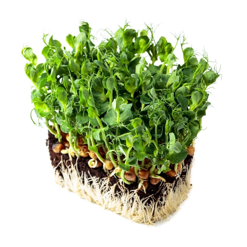 Peas White seeds (Sprout) - Happy Valley Seeds