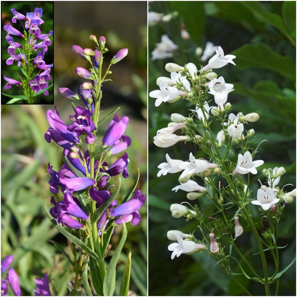 Penstemon - Compact Mix seeds - Happy Valley Seeds