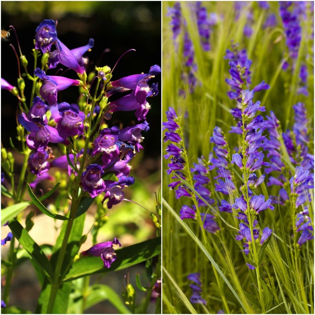 Penstemon - Rocky Mountain seeds - Happy Valley Seeds