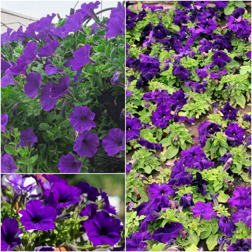 Petunia - Alderman Violet seeds - Happy Valley Seeds