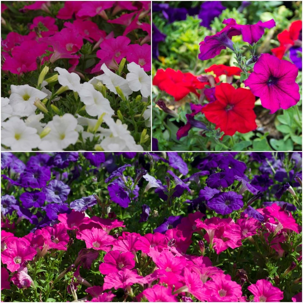 Petunia - Dwarf Mix seeds - Happy Valley Seeds