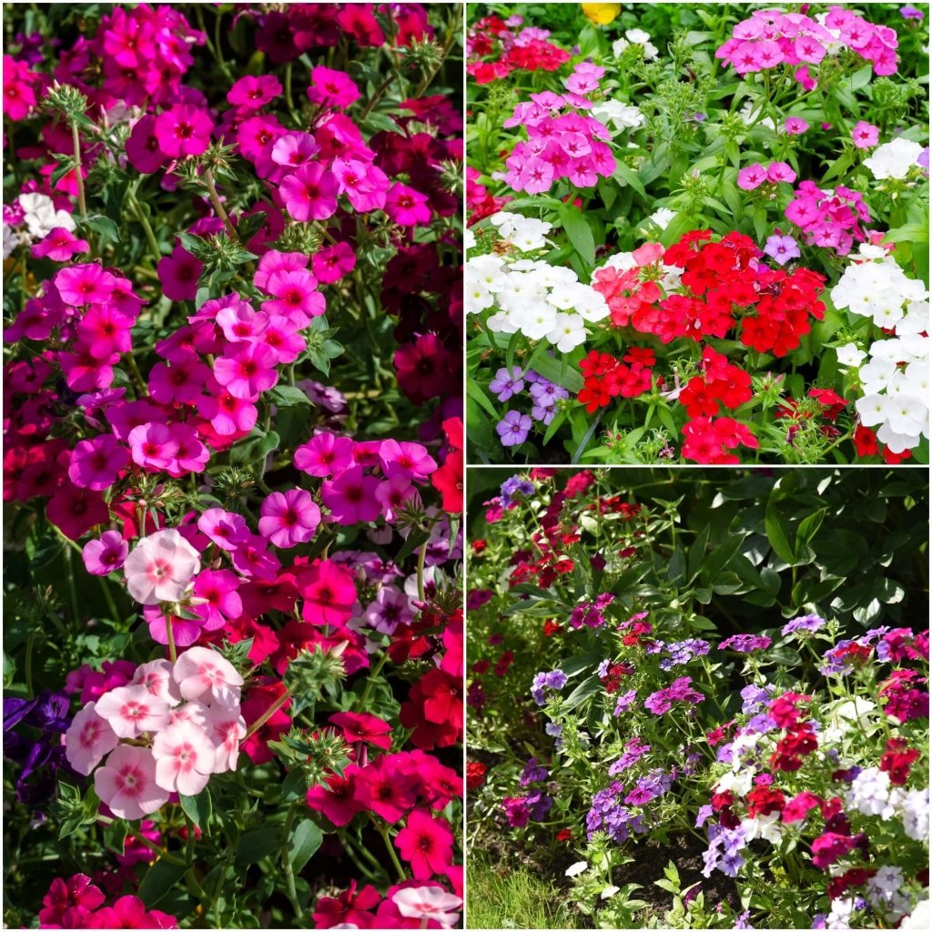 Phlox - Beauty Mixed seeds - Happy Valley Seeds
