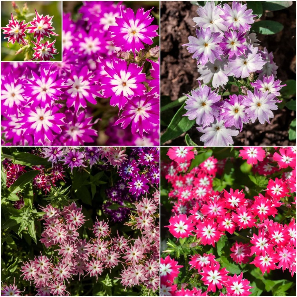 Phlox - Twinkle Dwarf Mixture seeds - Happy Valley Seeds