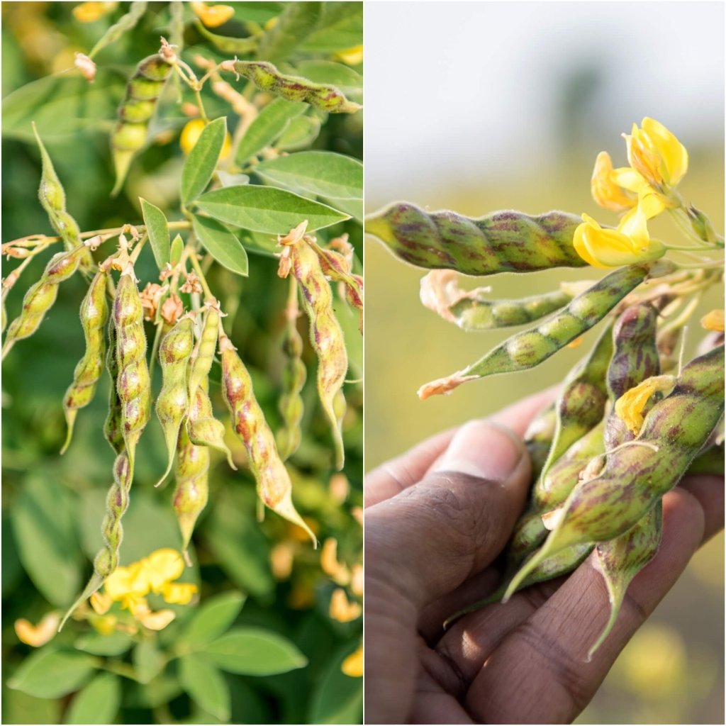 Pigeon Pea seeds - Happy Valley Seeds