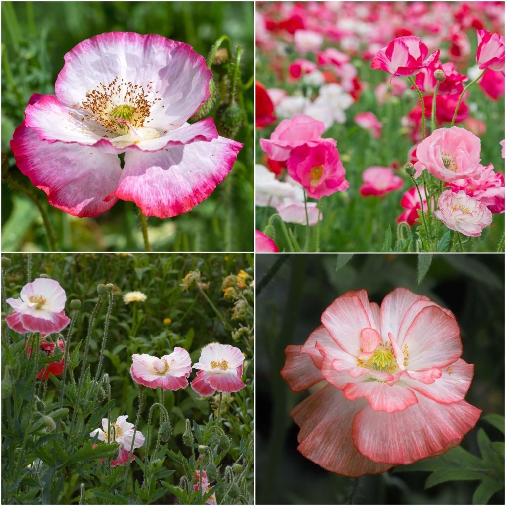 Poppy - Shirley Double Flower Mix seeds - Happy Valley Seeds