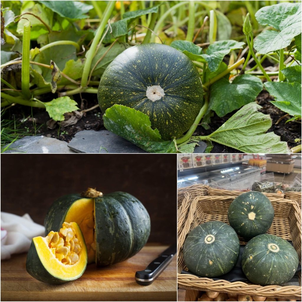 Pumpkin - Buttercup seeds - Happy Valley Seeds