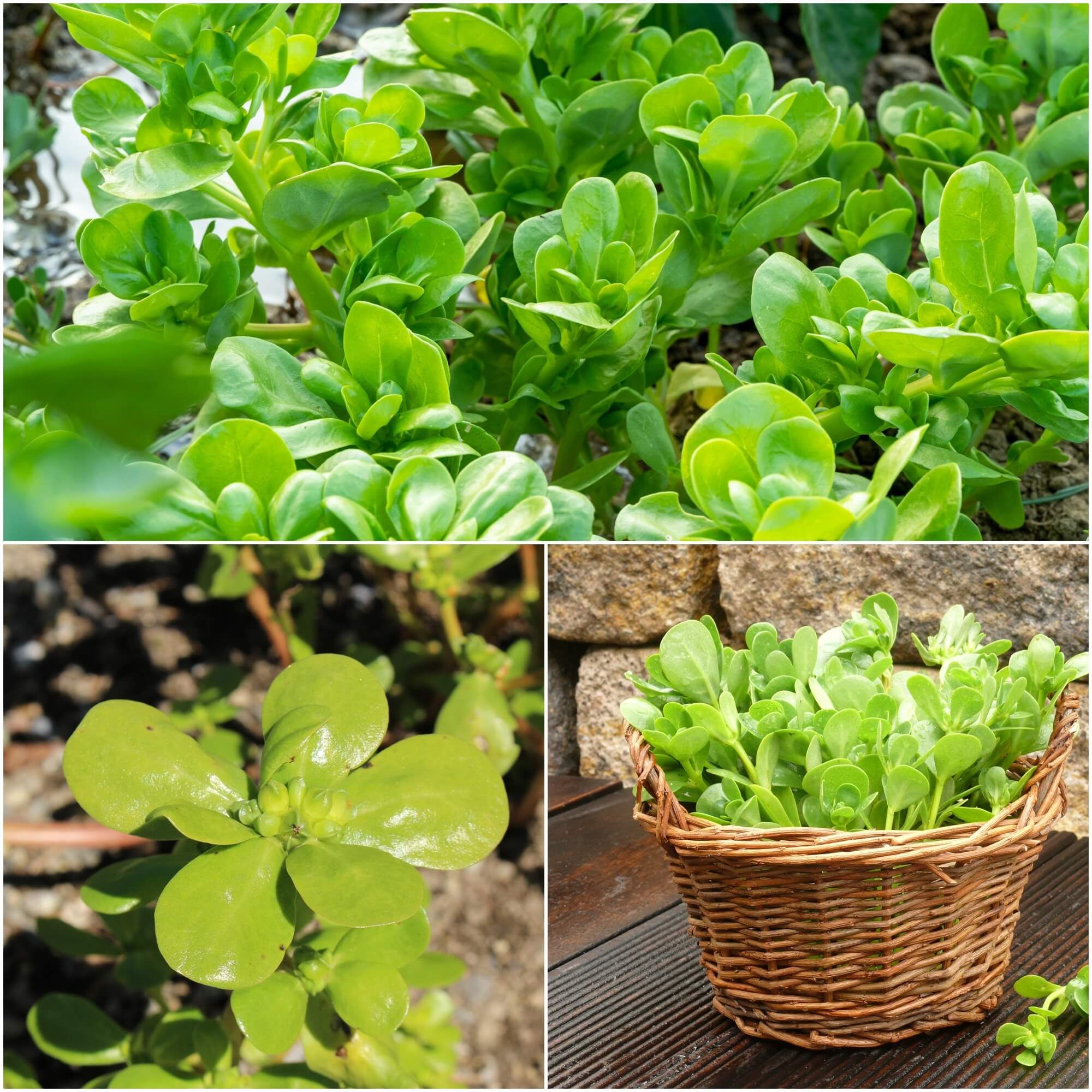 Purslane - Golden seeds