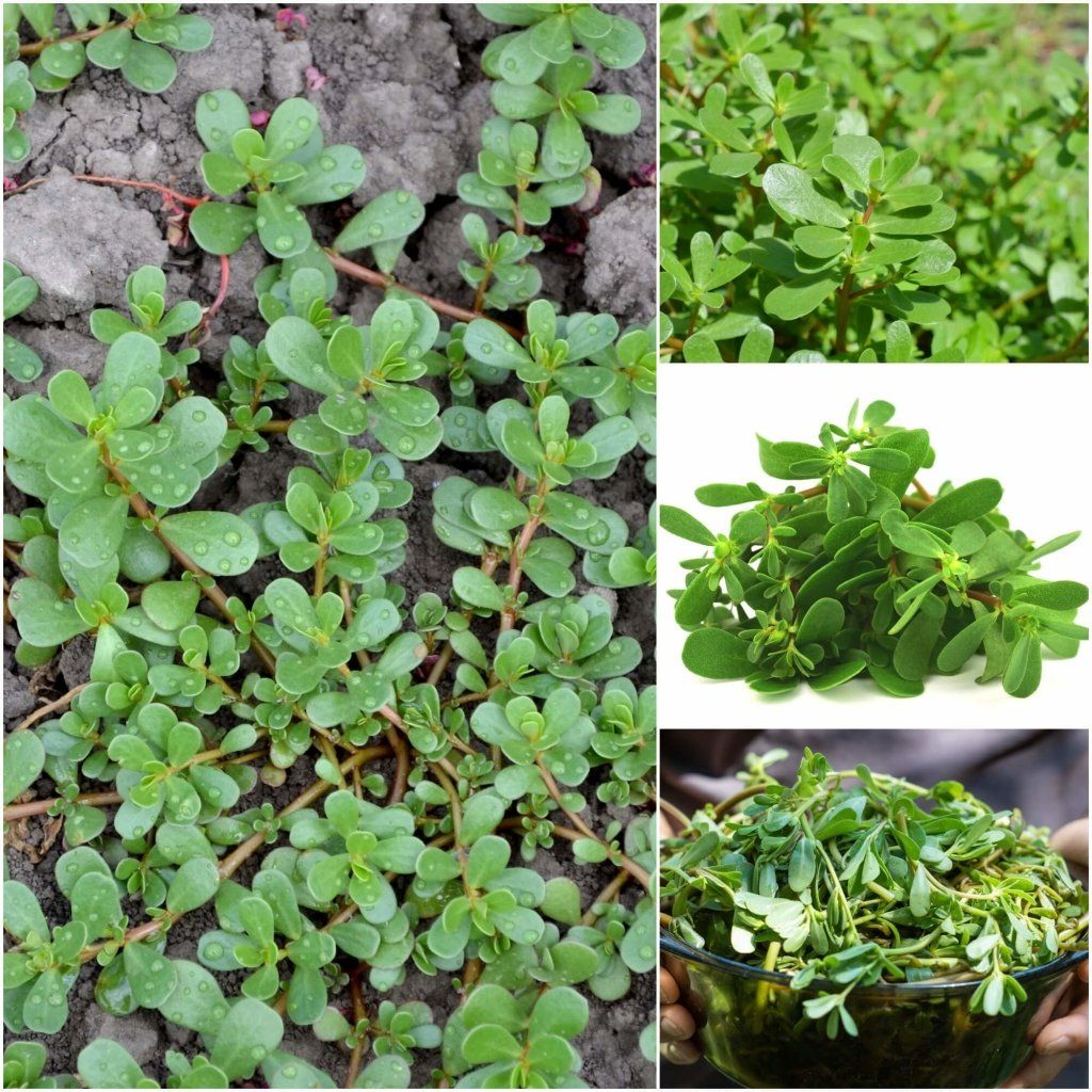 Purslane - Green seeds - Happy Valley Seeds