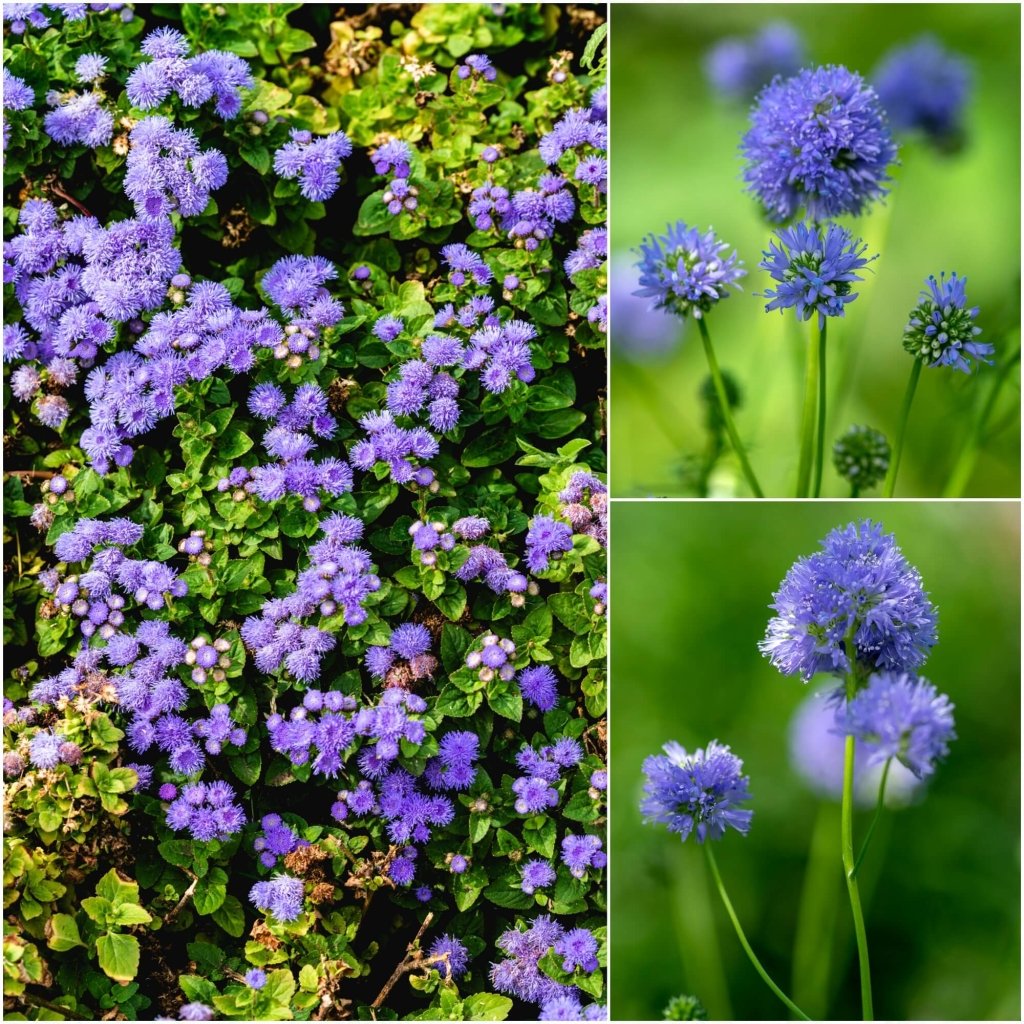 Queen Anne's Thimbles seeds - Happy Valley Seeds