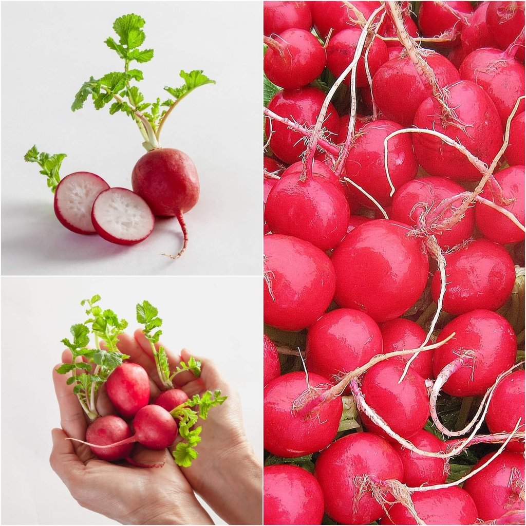 Radish - Cherry Belle seeds - Happy Valley Seeds