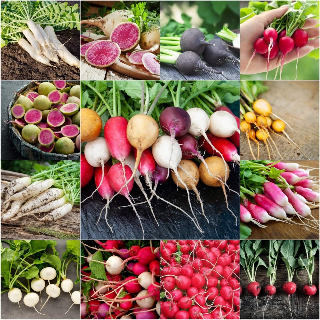 Radish - Heirloom Mix seeds - Happy Valley Seeds