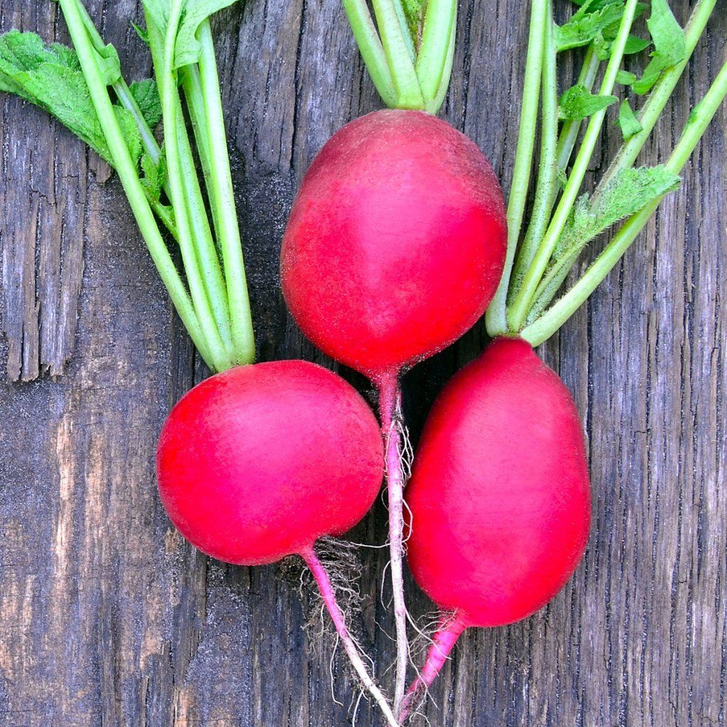Radish - Jutrzenka seeds - Happy Valley Seeds