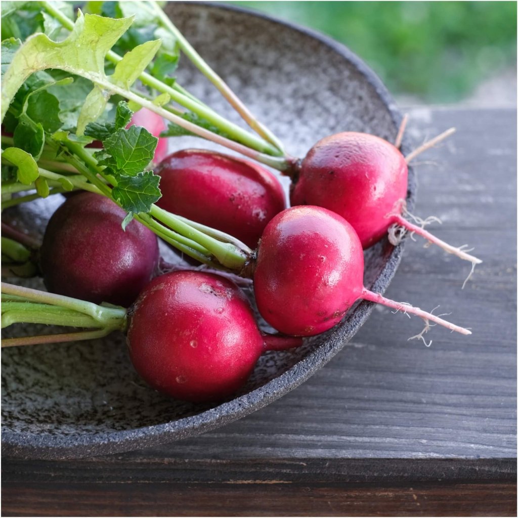 Radish - Pink Celebration seeds - Happy Valley Seeds