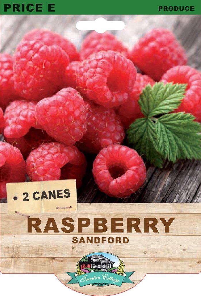 Raspberry - Sandford (Pack of 2 Canes) - Happy Valley Seeds