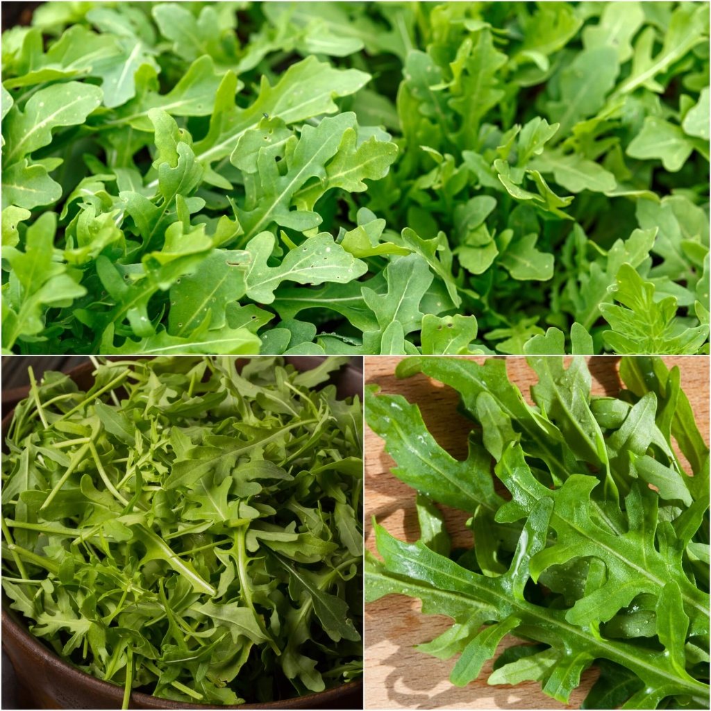 Rocket - Bulwinkle seeds - Happy Valley Seeds