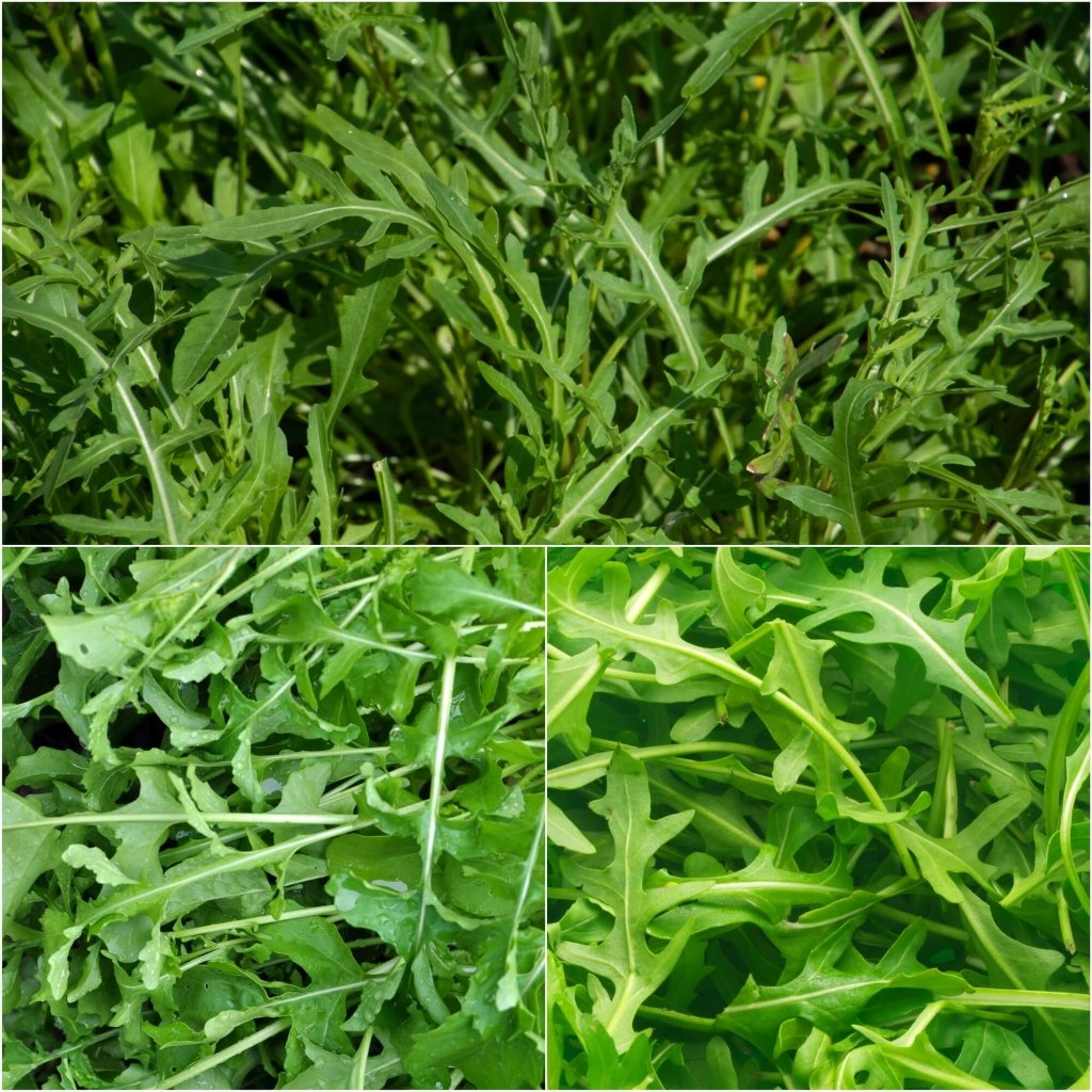 Rocket - Cultivated seeds - Happy Valley Seeds