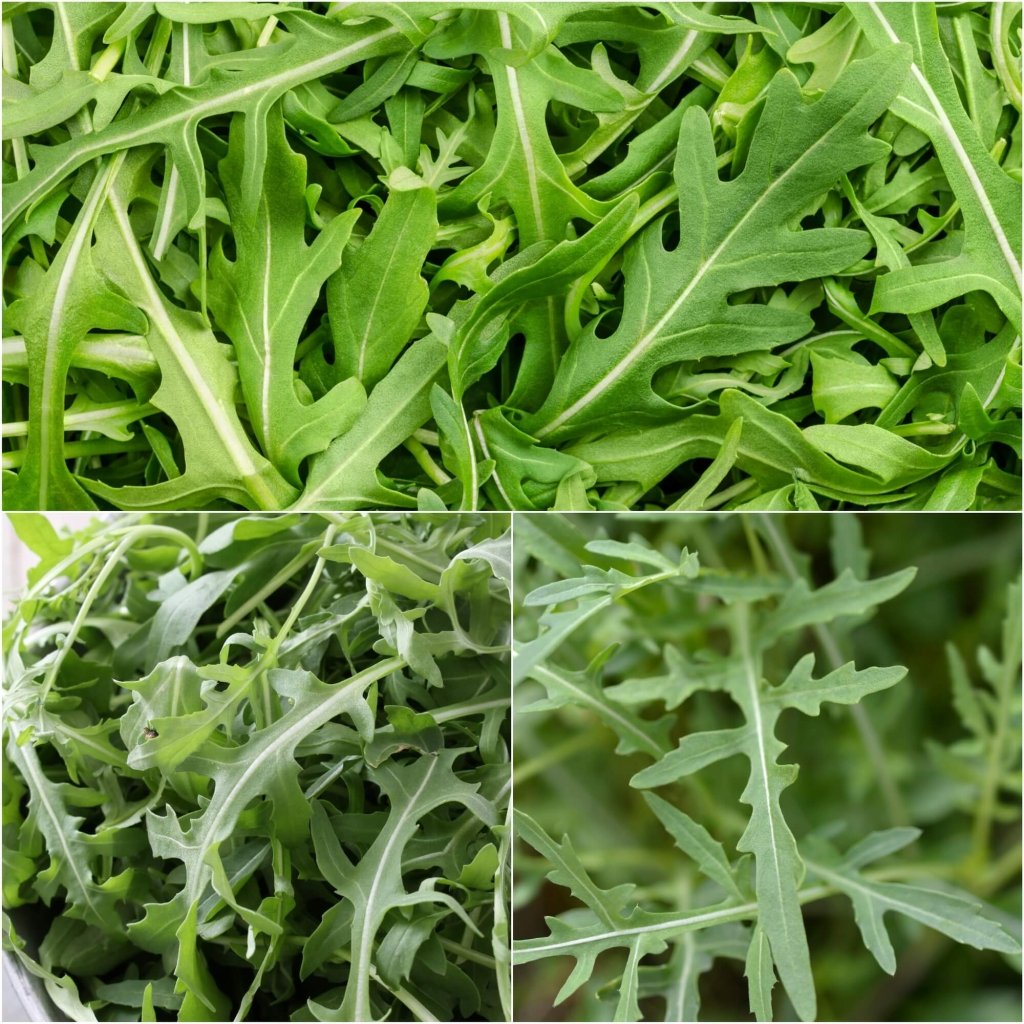 Rocket - Pronto seeds - Happy Valley Seeds