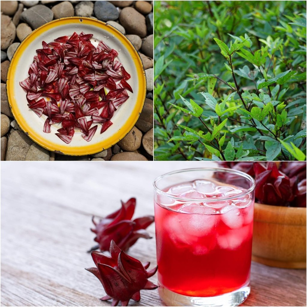 Rosella seeds - Happy Valley Seeds