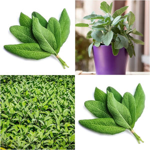 Sage seeds