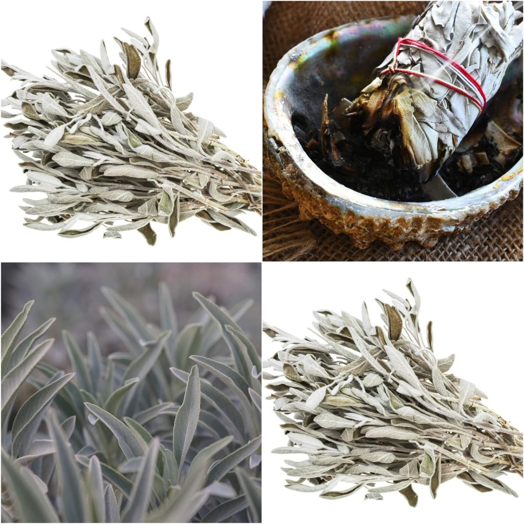 How to Grow and Use White Sage