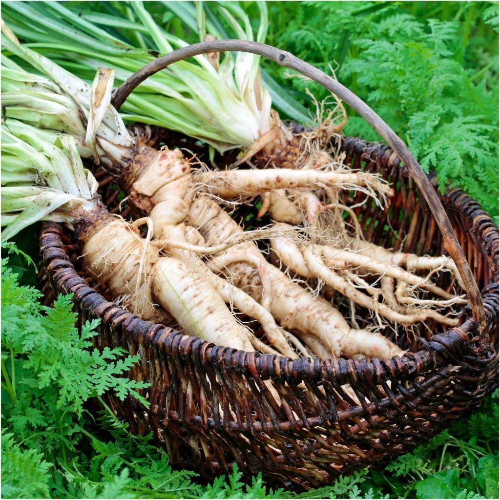 Salsify - Mammoth Sandwich Island seeds - Happy Valley Seeds