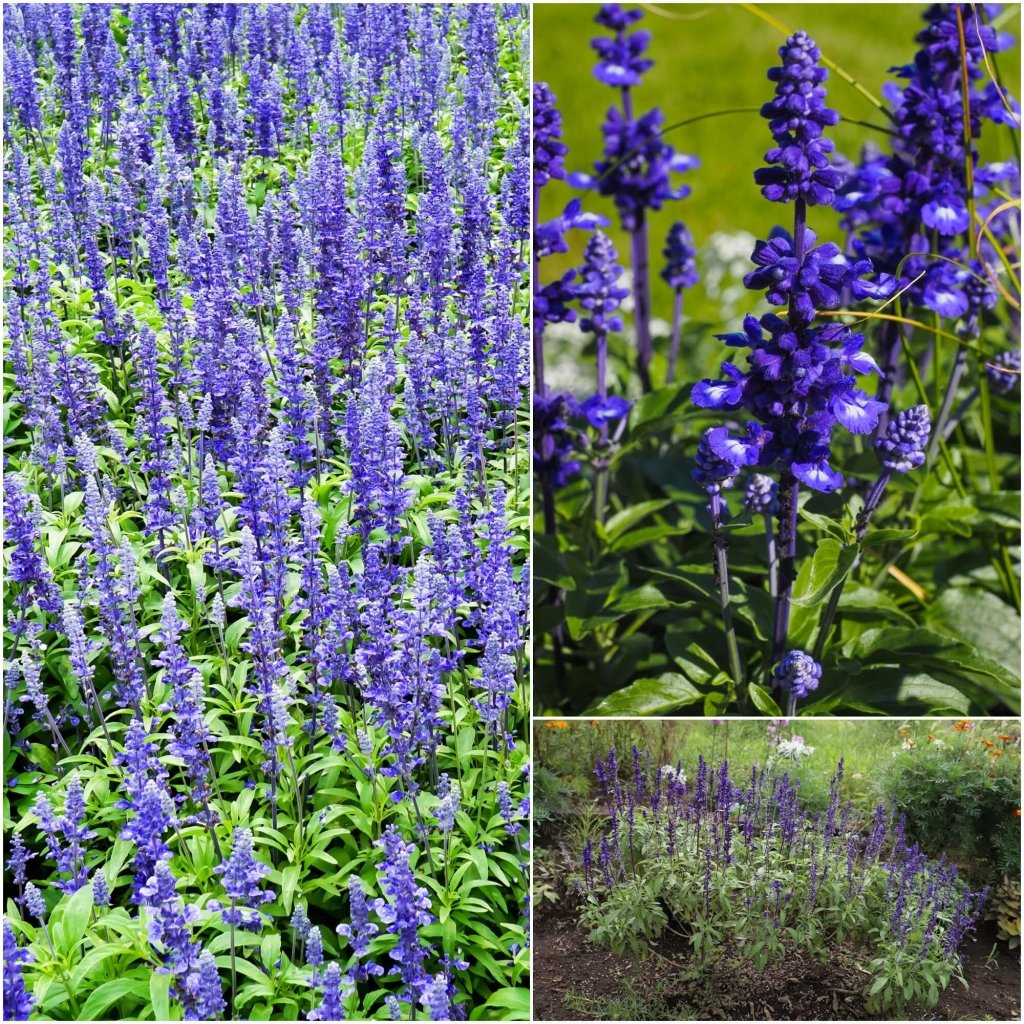 Salvia - Blue Bedder seeds - Happy Valley Seeds