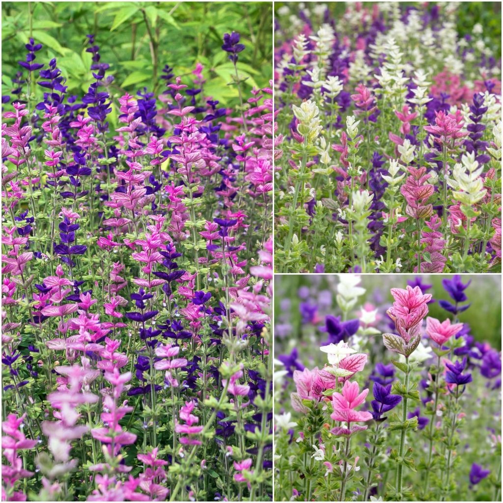 Salvia - Tricolour Mix seeds - Happy Valley Seeds