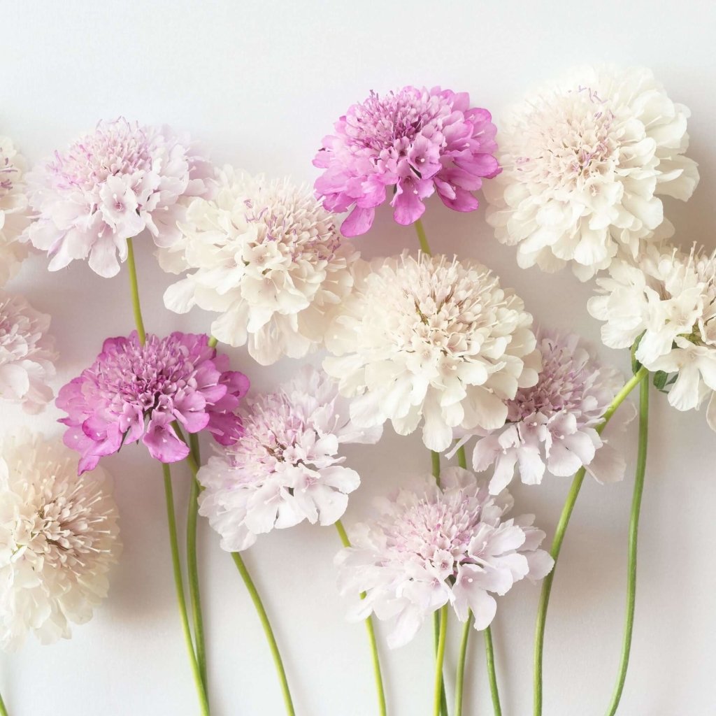 Scabiosa - Tall Double Flowered Mixed Pincushion seeds - Happy Valley Seeds