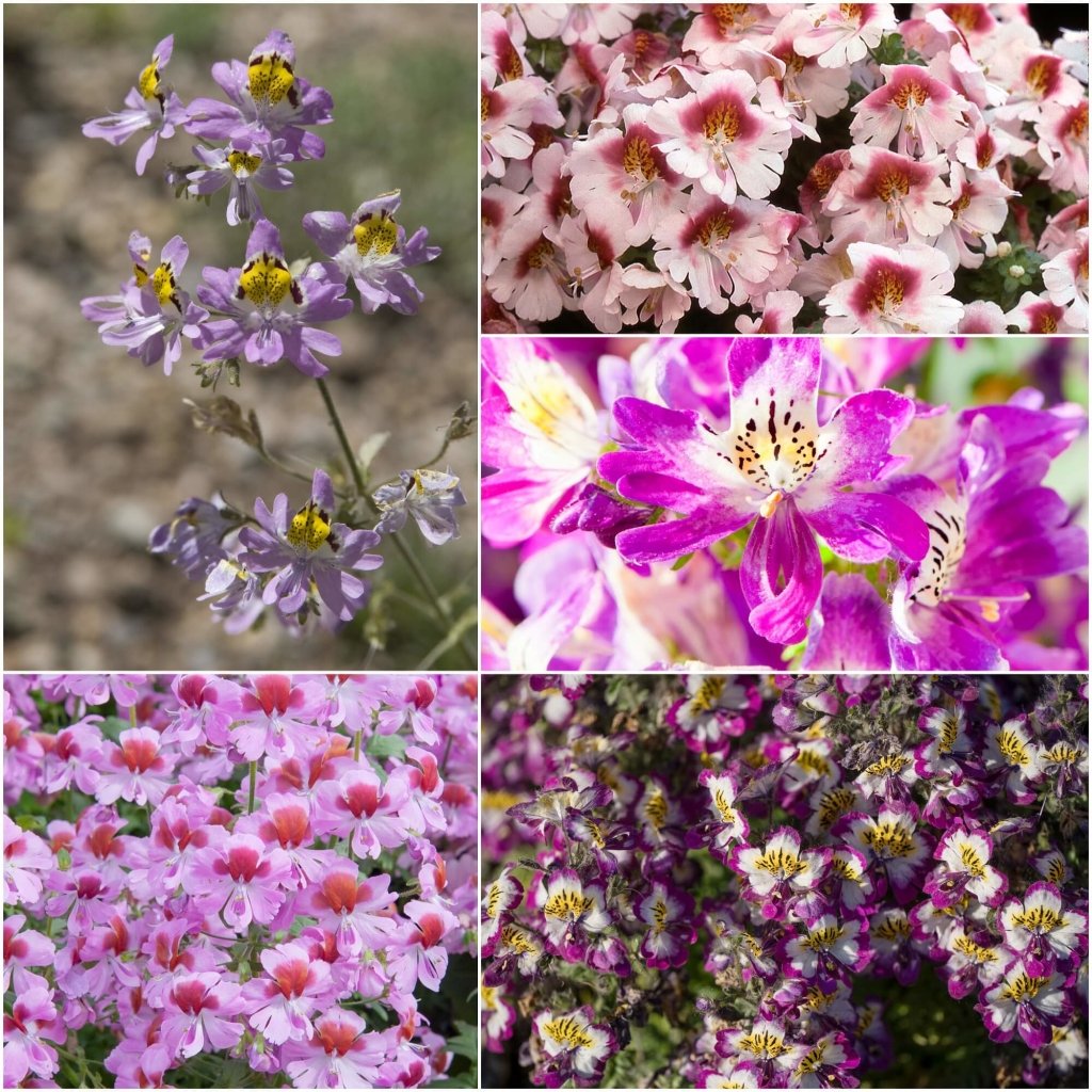 Schizanthus - Angel Wings Mixed seeds - Happy Valley Seeds