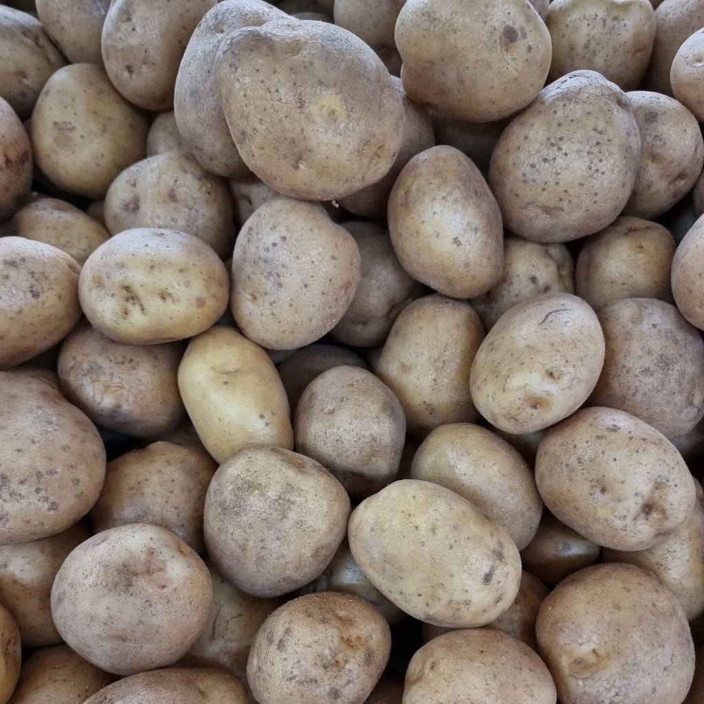 Seed Potato - Kennebec - Happy Valley Seeds