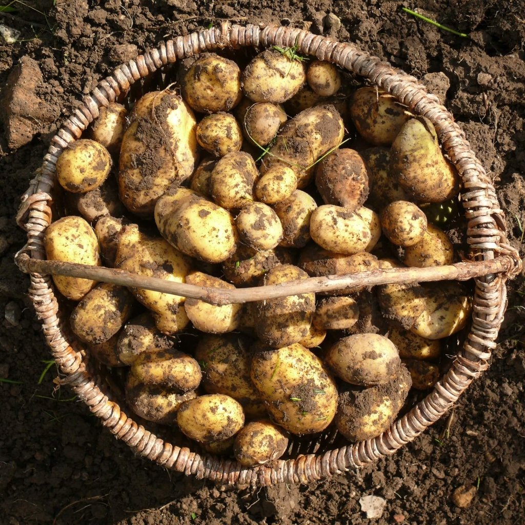 Seed Potato - King Edward - Happy Valley Seeds