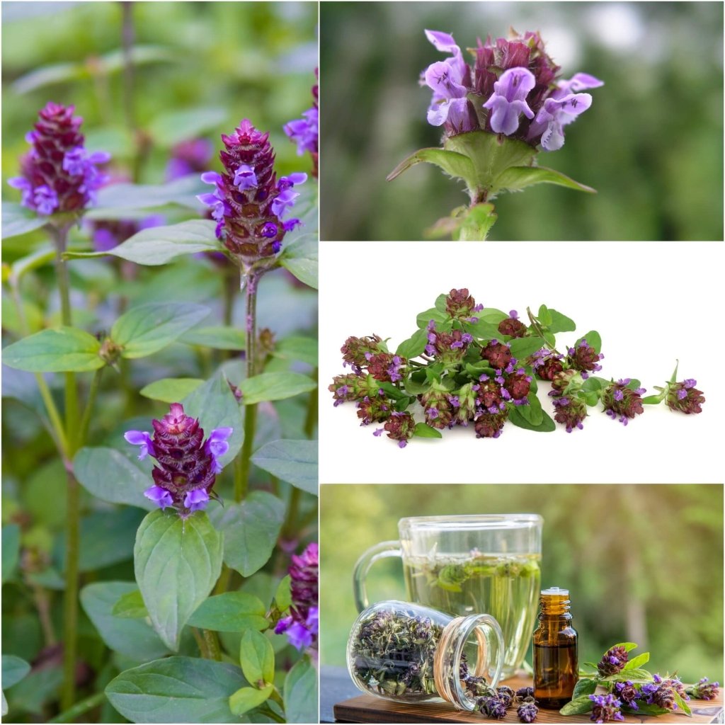 self heal plant seeds Self Heal Seeds