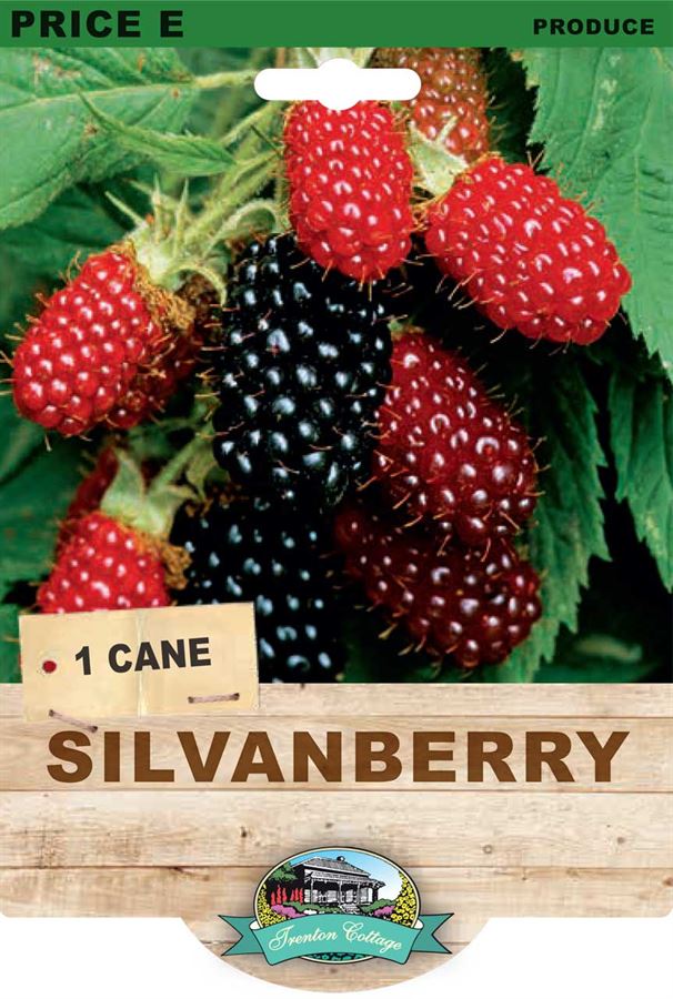 Silvanberry (Pack of 1 Cane) - Happy Valley Seeds
