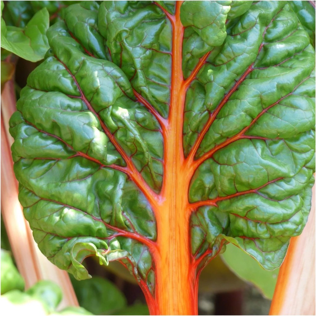 Silverbeet - Oriole Decort (Orange) seeds - Happy Valley Seeds