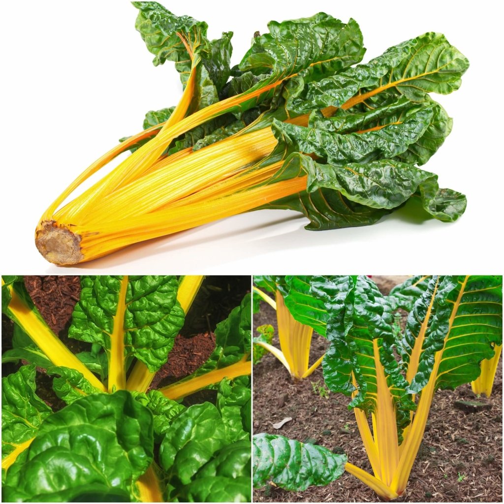 Silverbeet - Yellow Canary seeds - Happy Valley Seeds