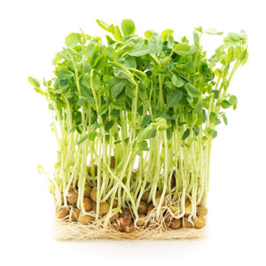 Snowpeas - Kaspa Dunn seeds (Sprout)