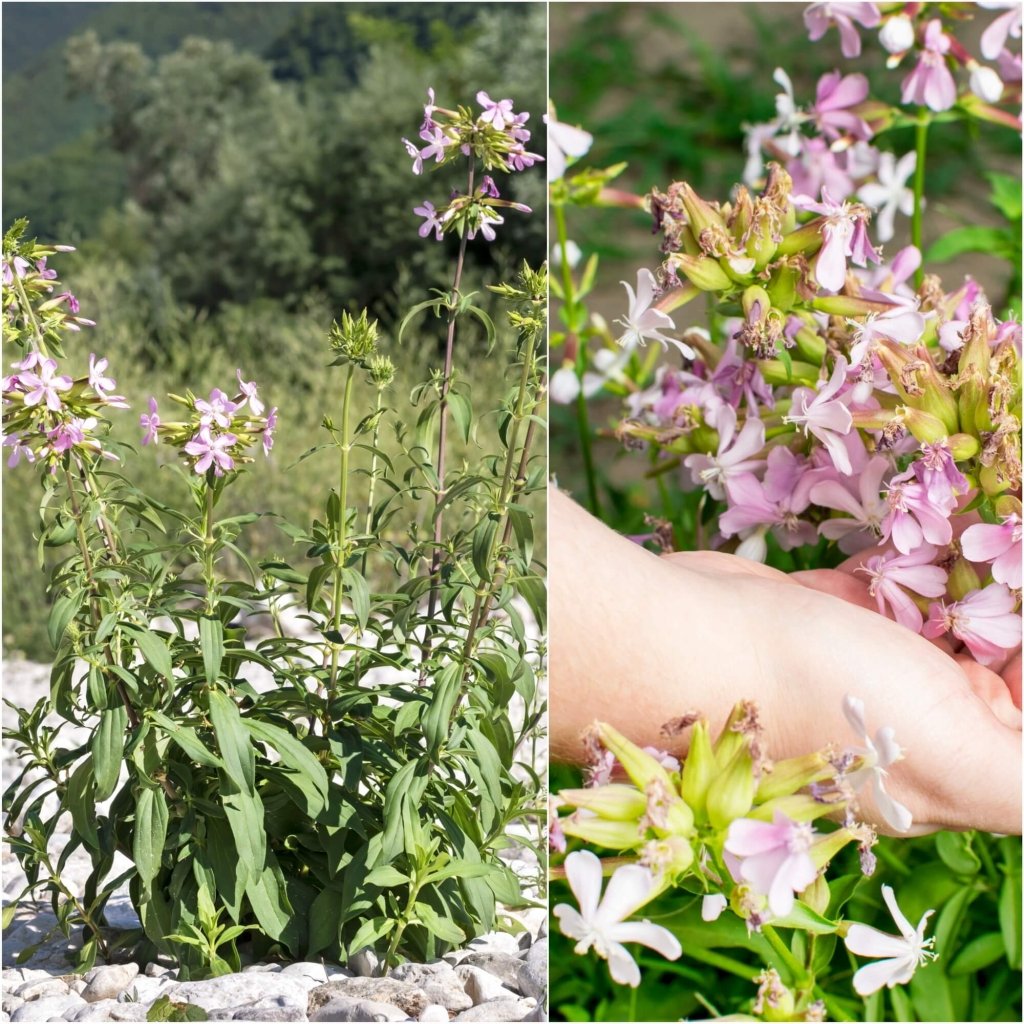 planting soapwort seeds Soapwort Seeds