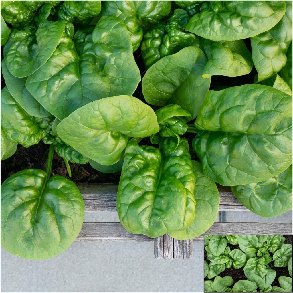 Spinach - Bloomsdale Long Standing seeds - Happy Valley Seeds