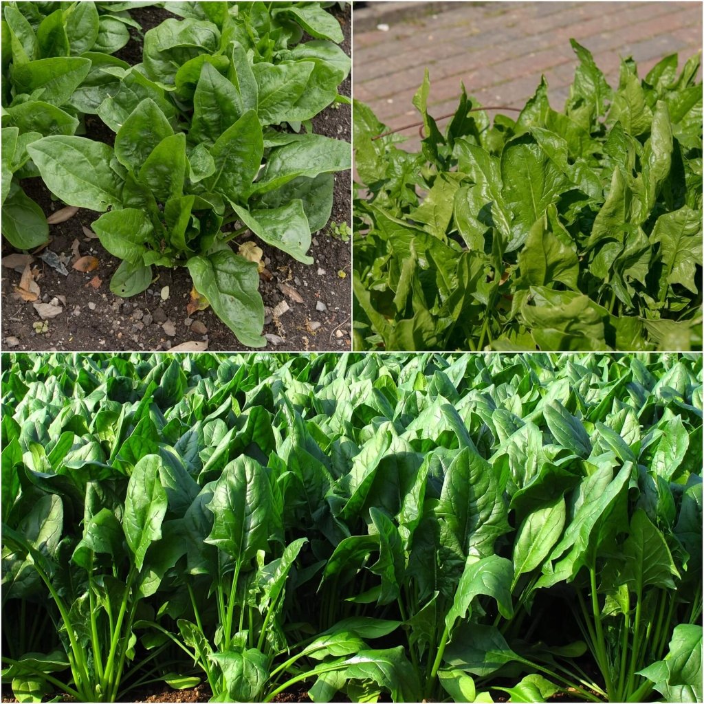 Spinach - English (Winter Giant) seeds - Happy Valley Seeds