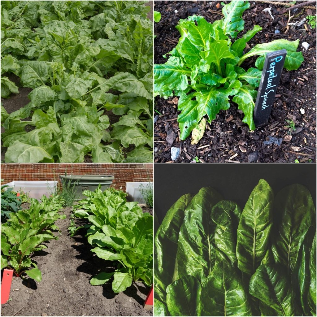 Spinach - Perpetual seeds - Happy Valley Seeds
