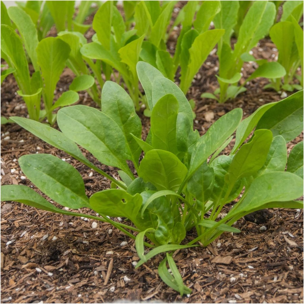 Spinach - Viroflay (Monster) seeds - Happy Valley Seeds