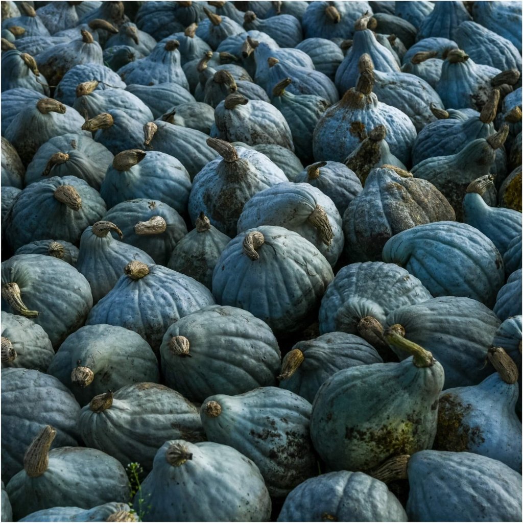 Squash - Baby Green Hubbard seeds - Happy Valley Seeds